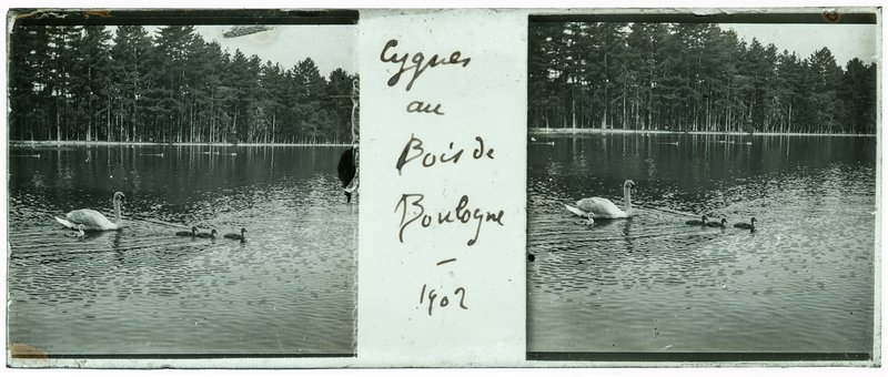 Cygnes au bois de Boulogne - 1902 — France-Paris Bois de Boulogne — 1902