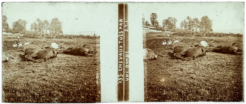 755 Chevaux tués par une bombe STL