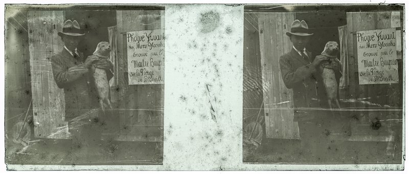 Phoque vivant des mers glaciales trouvé par le maitre baigneur sur la Plage de Blonville — France-Blonville-sur-Mer — 1921