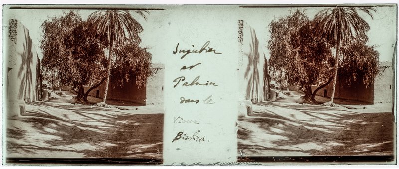 Jujubier et Palmier dans le vieux Biskra — Algérie-Biskra — 1929